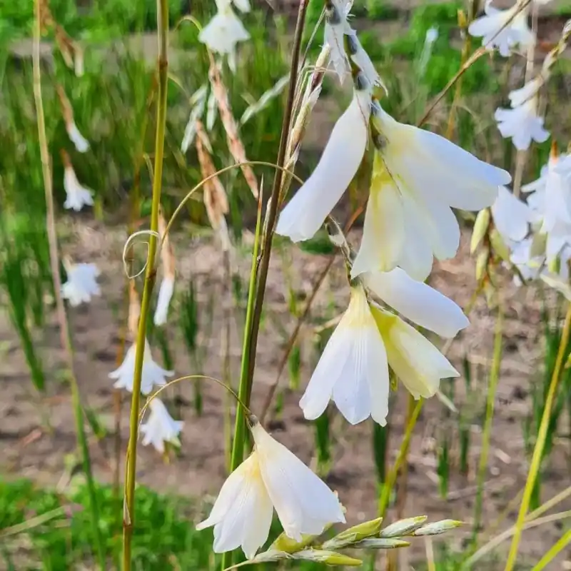 Dierama pulcherrimum var. album | Rechtstreeks uit de fabriek
