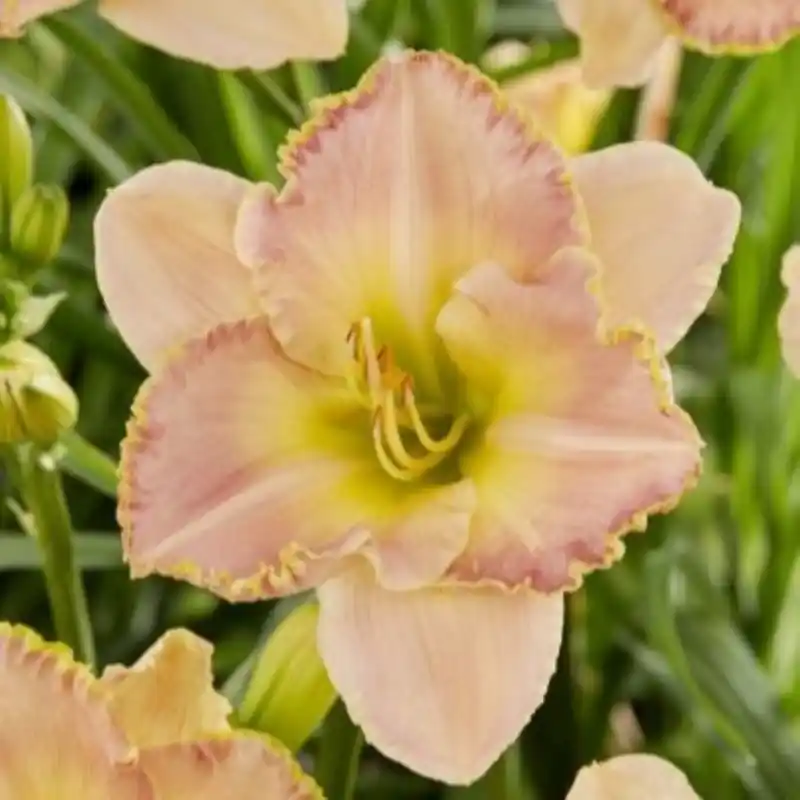 Op voorraad | Hemerocallis ‘Cumberland Island‘