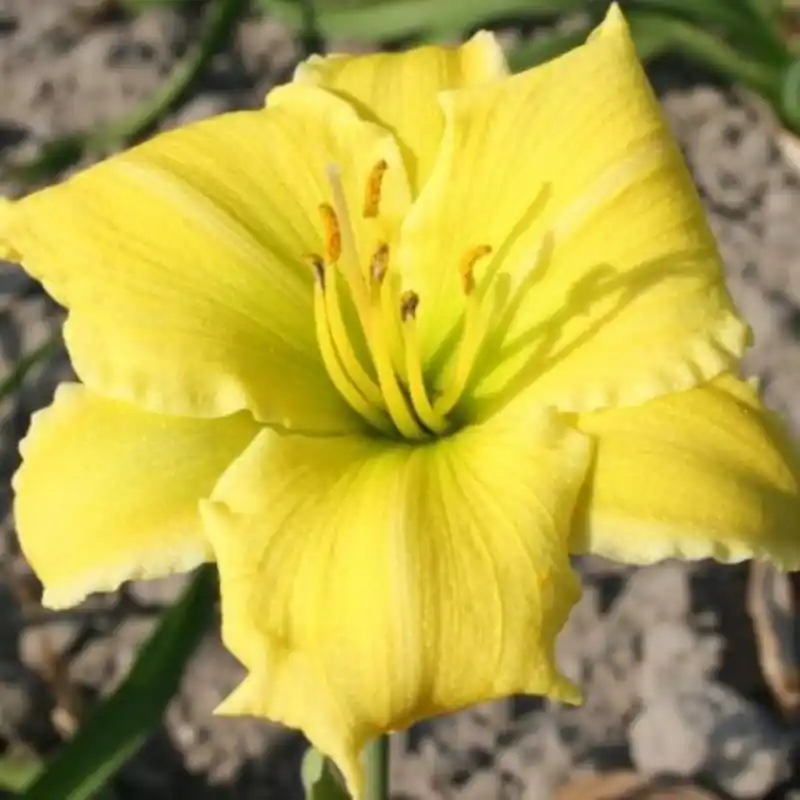 Hemerocallis ‘Endlesslily Yellow‘ - Koop vandaag