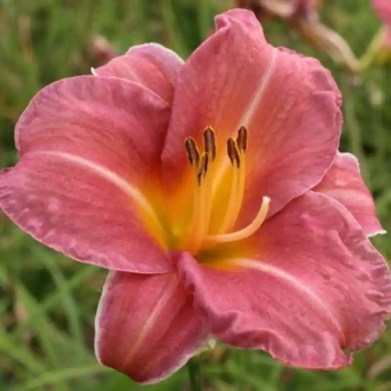 Hemerocallis ‘Endlesslily Coral‘ | Laatste stuks