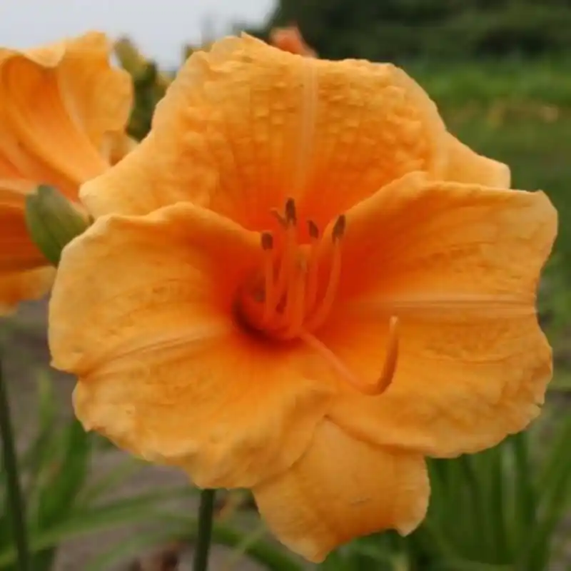 Hemerocallis ‘Endlesslily Orange‘ | Nu kopen