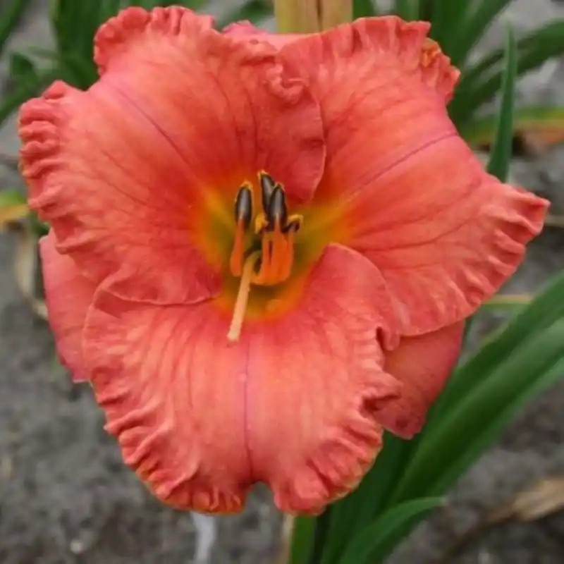 Zeer goed beoordeeld - Hemerocallis ‘St. Simons Island‘