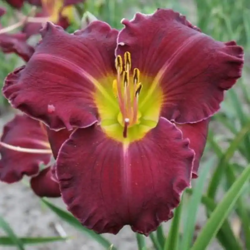 Hemerocallis ‘Fripp Island‘ - Tijdelijk aanbod
