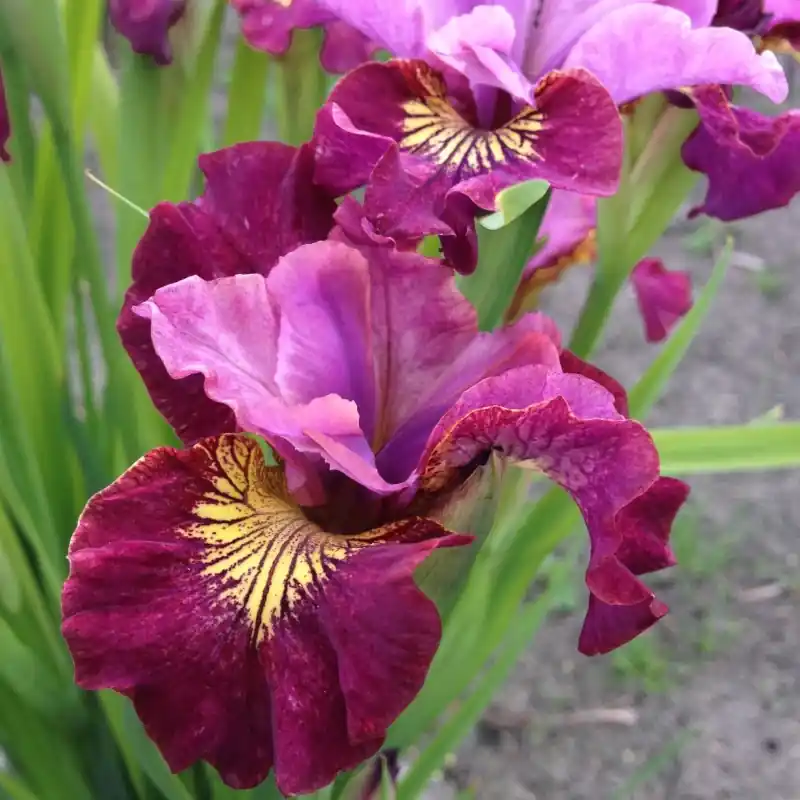 Iris sibirica ‘Miss Apple‘ | Beste prijs