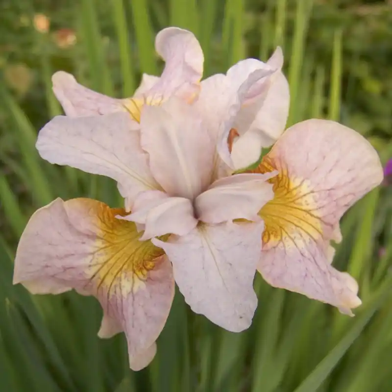 Superprijs - Iris sibirica ‘Lemon Veil‘