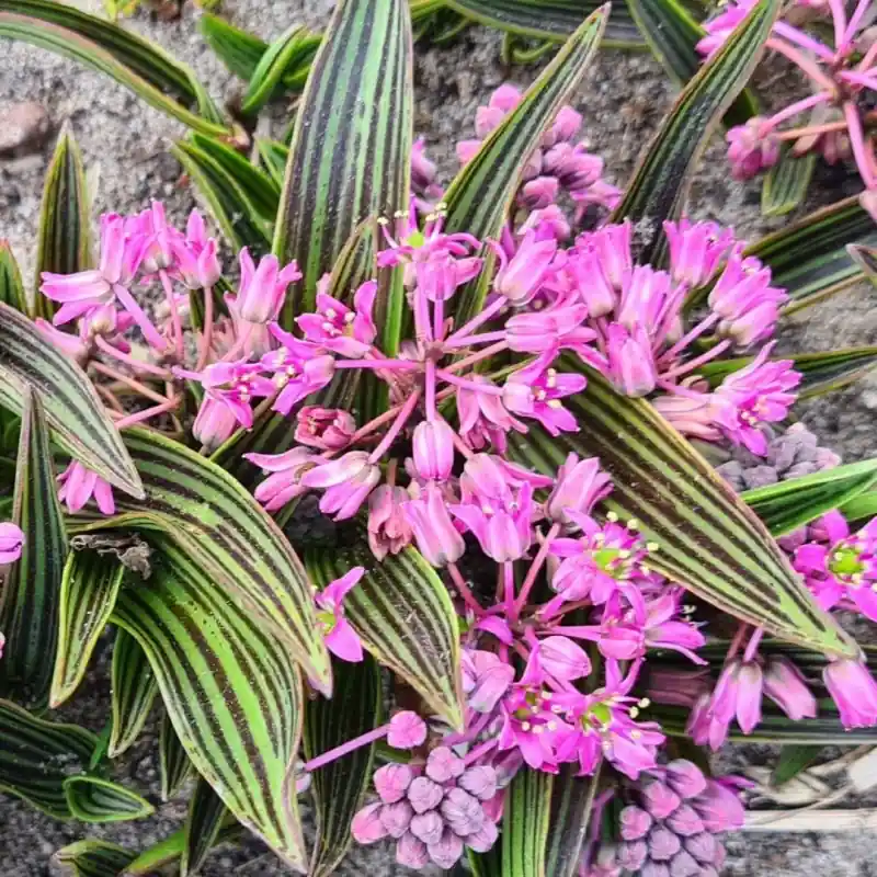 Speciale aanbieding | Ledebouria cooperi