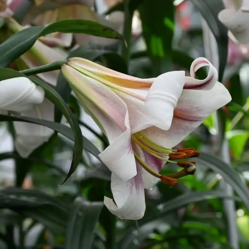 Lilium ‘Passion Moon‘ | Fabrieksprijs