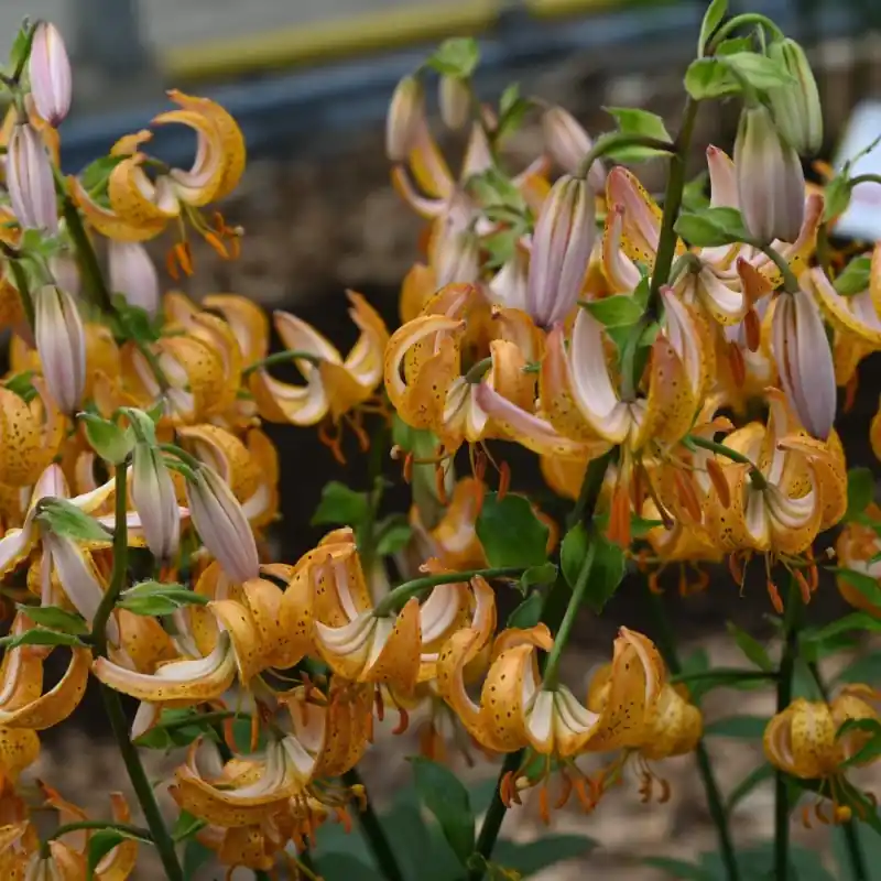Lilium martagon ‘Terrace City‘ | Topdeal