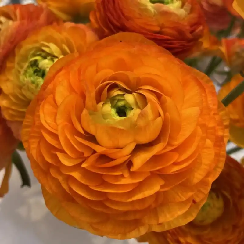 Ranunculus ELEGANCE® ‘Clementine‘ - Direct beschikbaar
