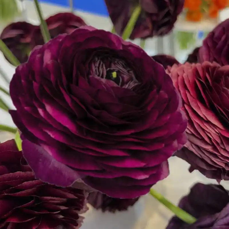 Topproduct | Ranunculus ELEGANCE® ‘Nero‘