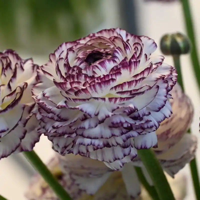 Bijna uitverkocht - Ranunculus ELEGANCE® ‘Bianco Striato‘