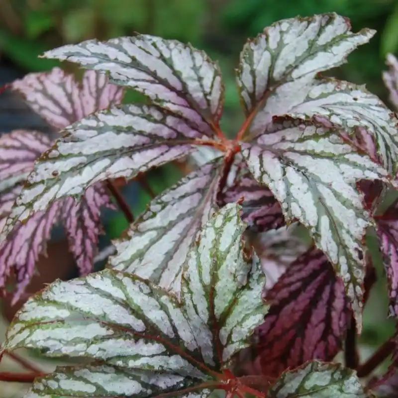 Tijdelijke aanbieding - Begonia ‘Benitochiba‘