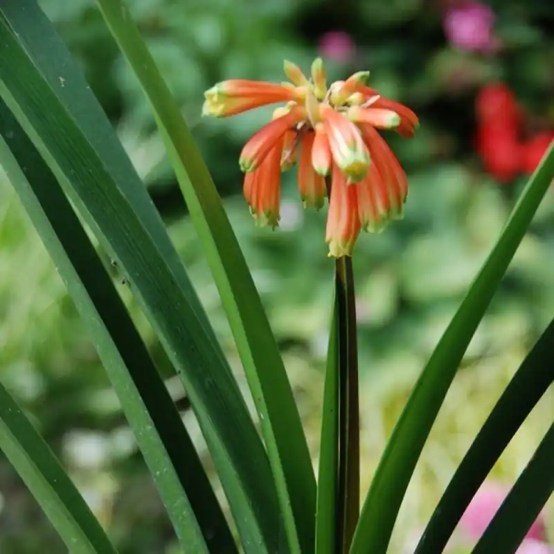 Prijs verlaagd - Clivia x cyrtanthiflora