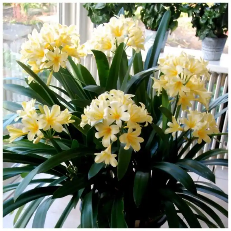 Laatste dagen - Clivia miniata var. citrina