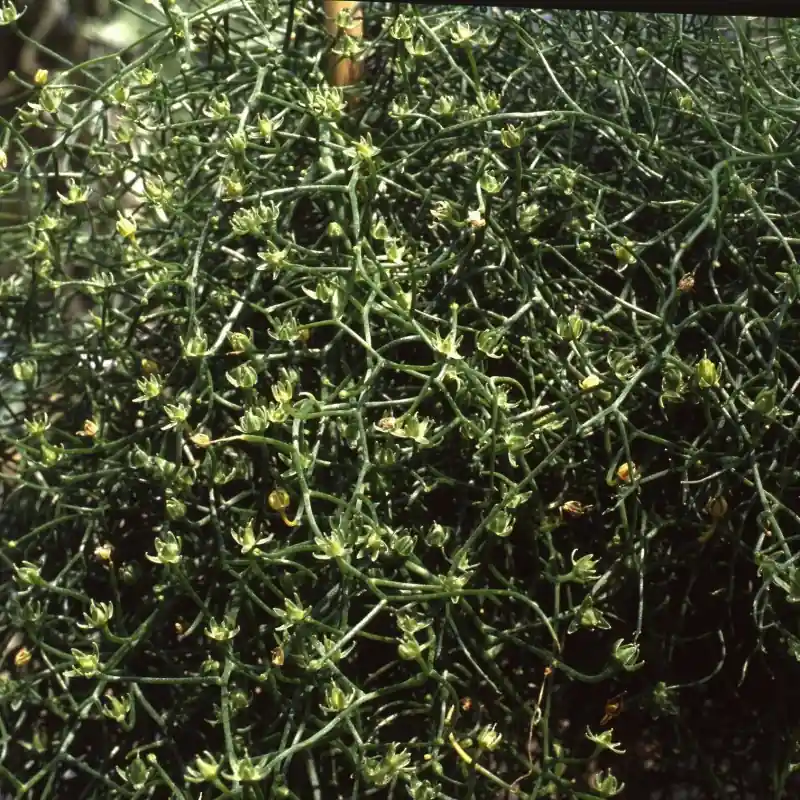 Voordeelprijs - Bowiea volubilis -groot-