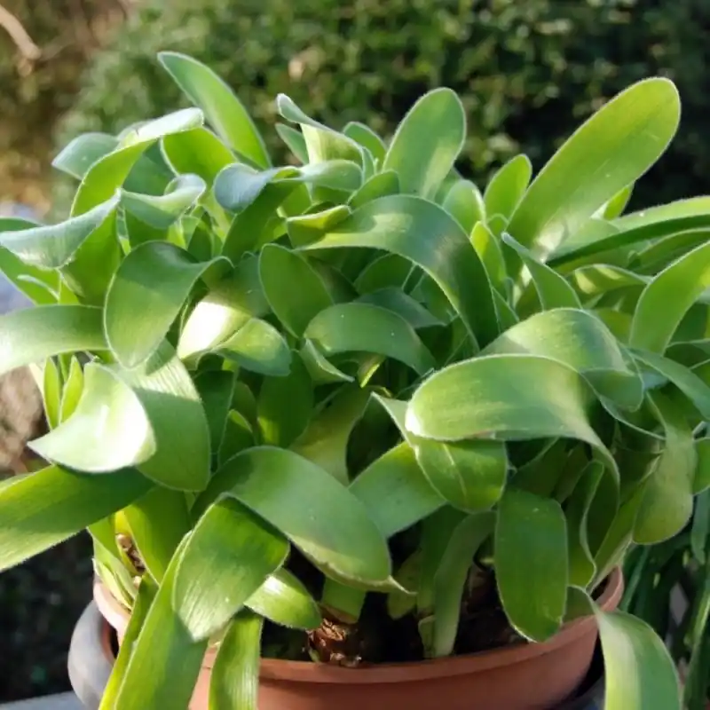 Haemanthus pauculiformis - Fabrieksprijs