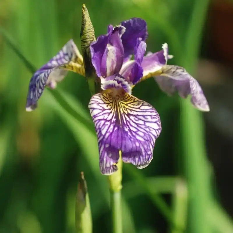 Actieprijs - Iris pseudacarus x I. sibirica