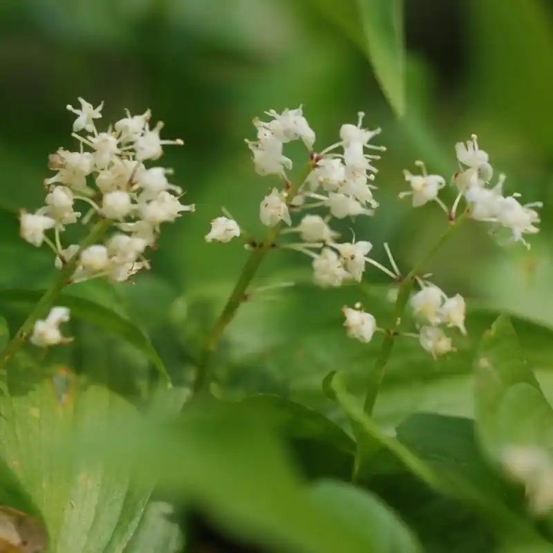 Topdeal | Maianthemum bifolium subsp. kamschaticum