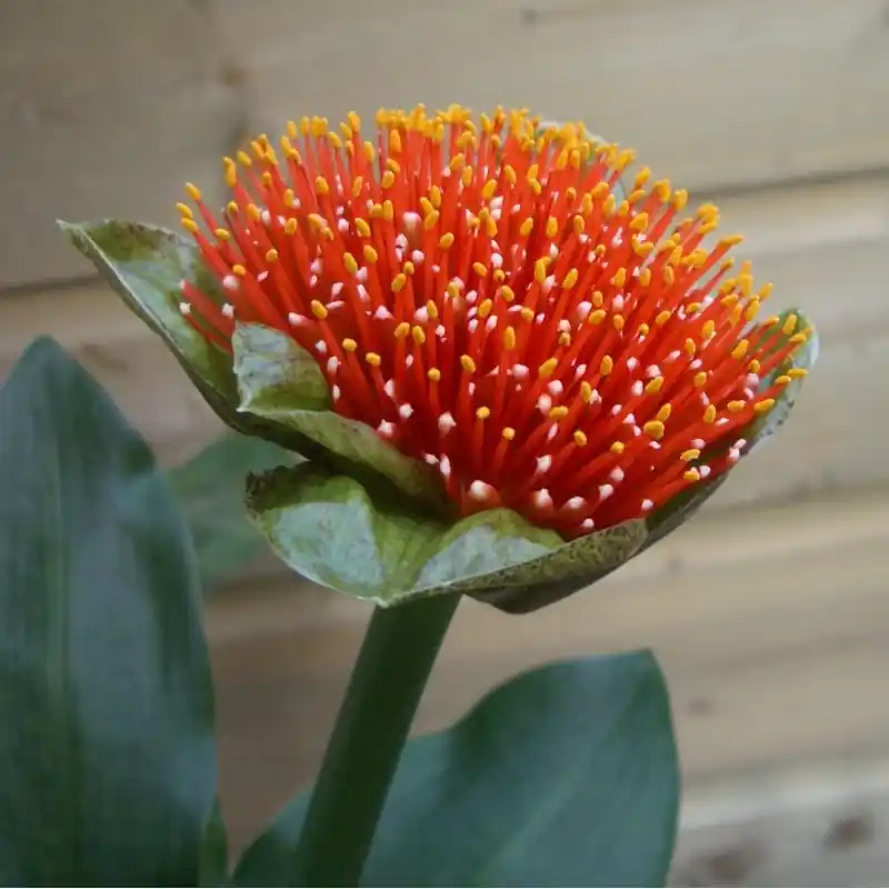 Klantfavoriet - Scadoxus membranaceus