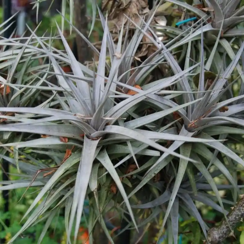 Tillandsia albida - Outlet
