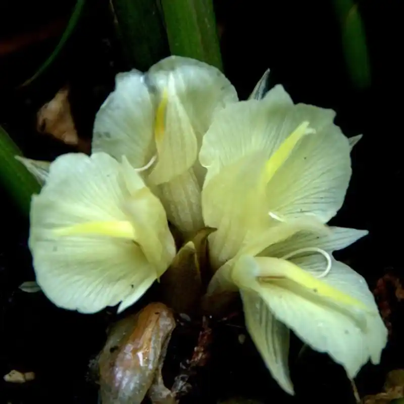 Actie | Zingiber mioga ‘White Feather‘