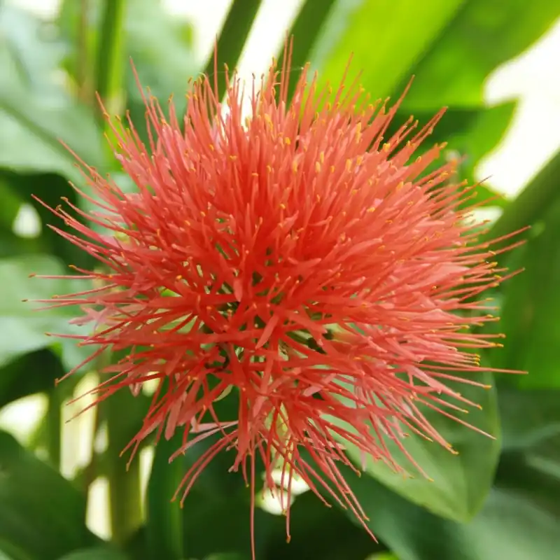 Bestel nu | Scadoxus multiflorus ssp. katherinae