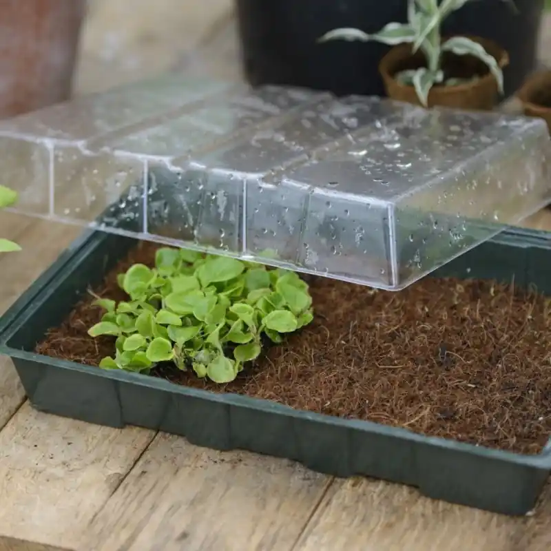Nu kopen | Mini-kweekkas - met kokosmat - H11 x 35 x 23,5 cm