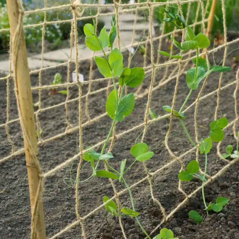 Professionele kwaliteit - Klim- geleidenet jute 1x3m