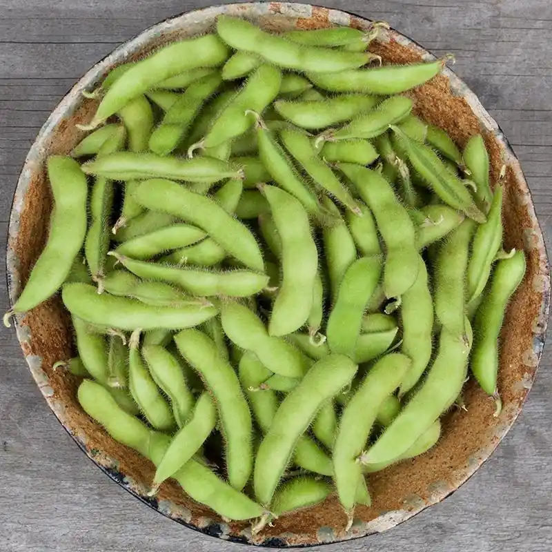 Sojaboon Edamame ‘Chiba Green‘, Glycine max -zaden- | Nieuwe release