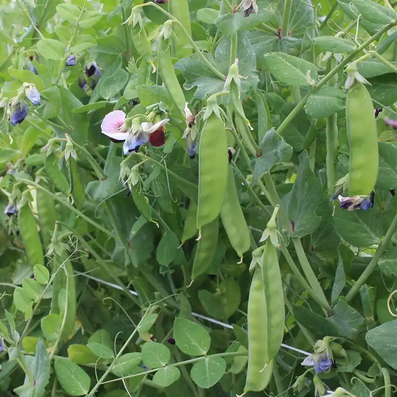 Rijspeul ‘Grijze Roodbloeiende‘, Pisum sativum -zaden- | Nieuw
