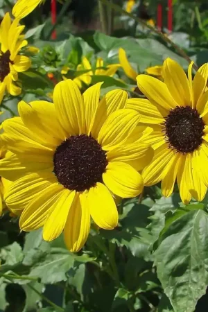 Zonnebloem, kleinbloemig, Helianthus debilis -zaden- | Opruiming