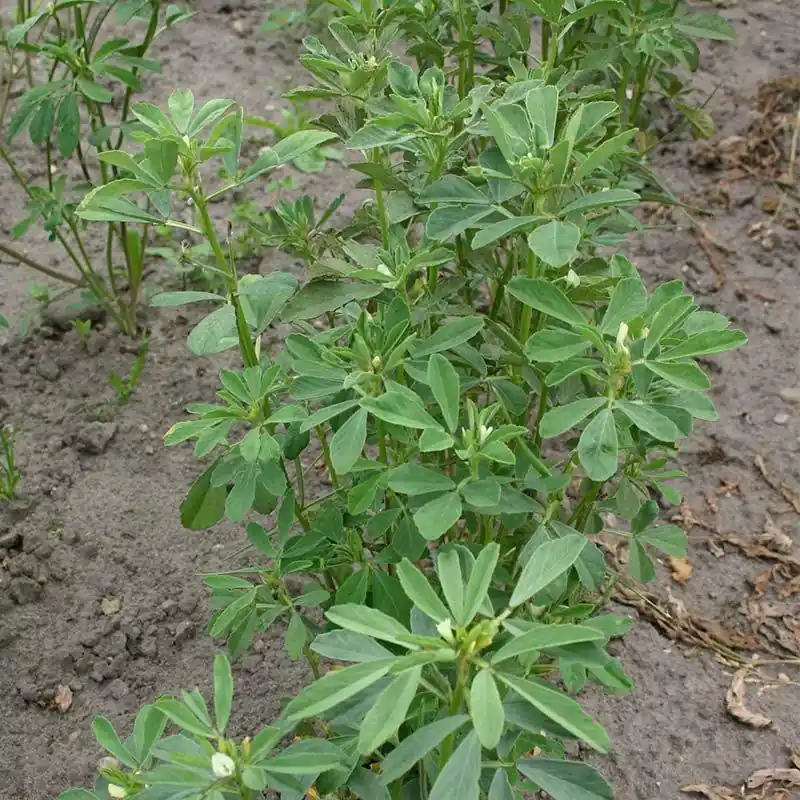 Fenegriek, Trigonella foenum-graecum -zaden- - Topkwaliteit