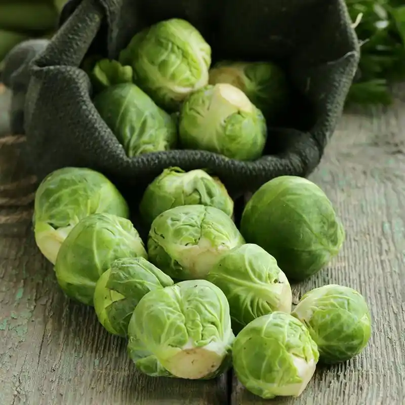 Spruitkool ‘Groninger‘, Brassica oleracea -zaden- - Nieuw in het assortiment