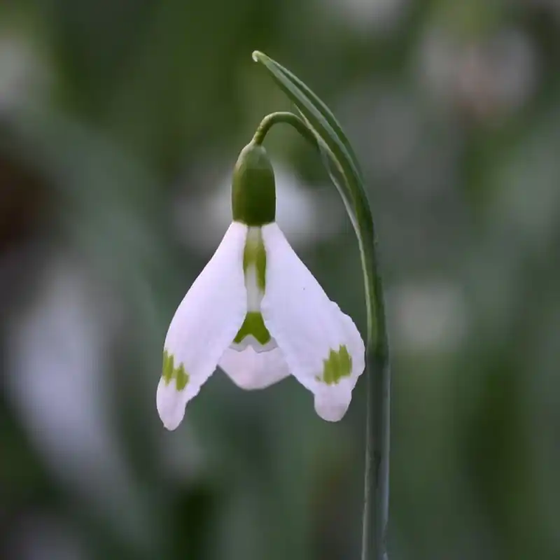 Bespaar meer | Galanthus ‘Essex Girl‘