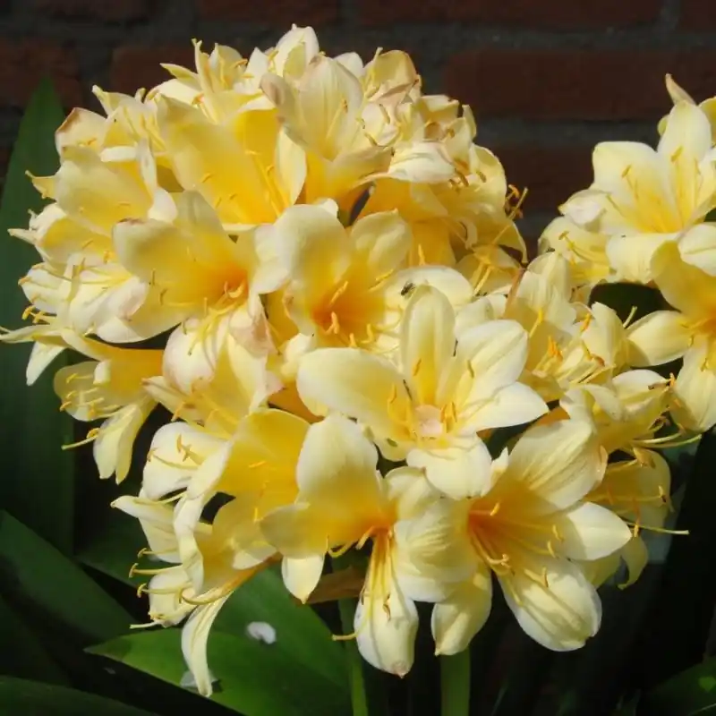 Topprijs - Clivia miniata var. citrina ‘Yellow Star‘