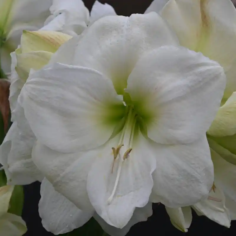 Vanaf nu beschikbaar | Hippeastrum ‘Moscow‘