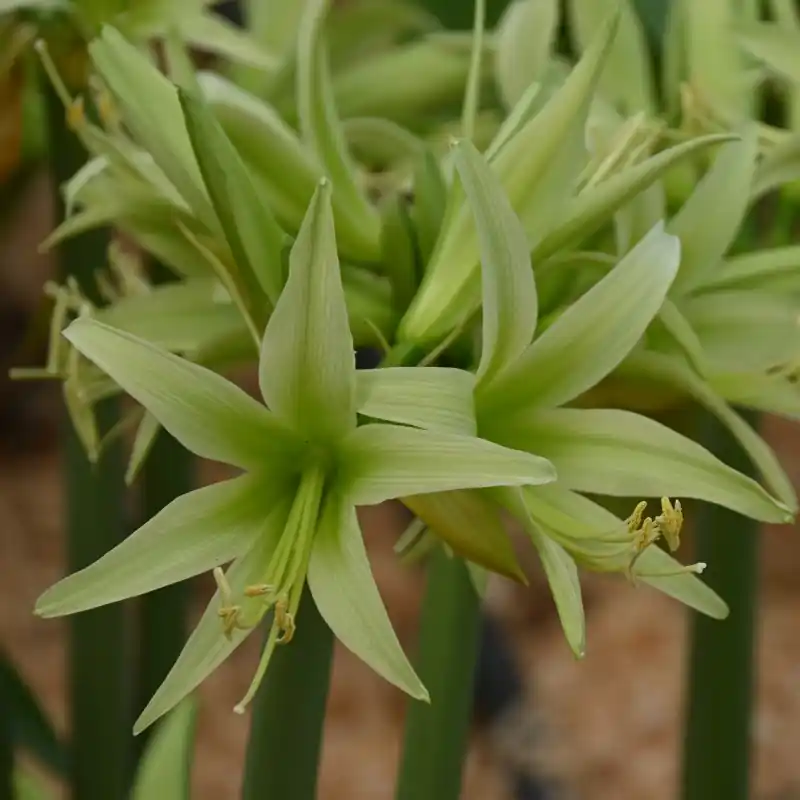 Hippeastrum ‘Evergreen‘ ® | Fabrieksprijs