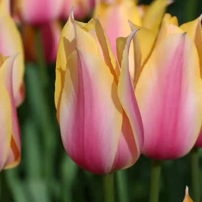 Tulipa ‘Blushing Lady‘ | Aanbieding