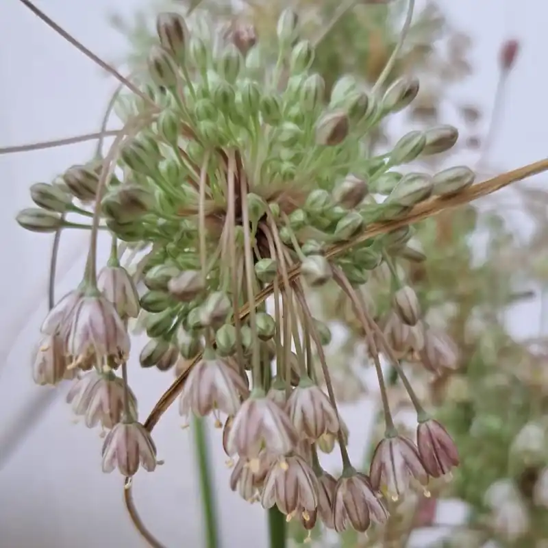 Allium longispathum - Spoedlevering