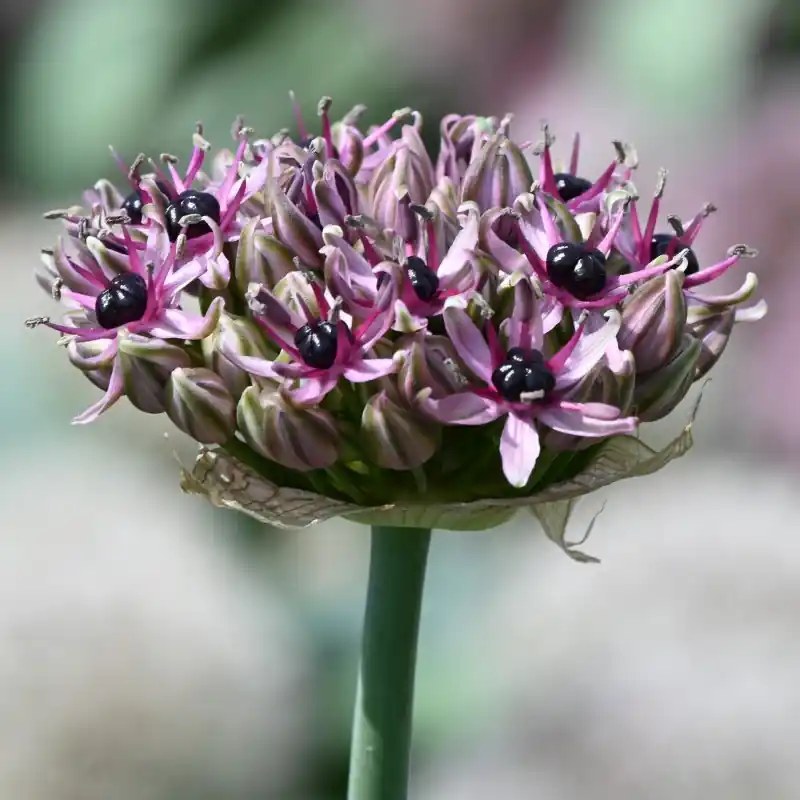Allium ‘Starlight‘ | Expreslevering