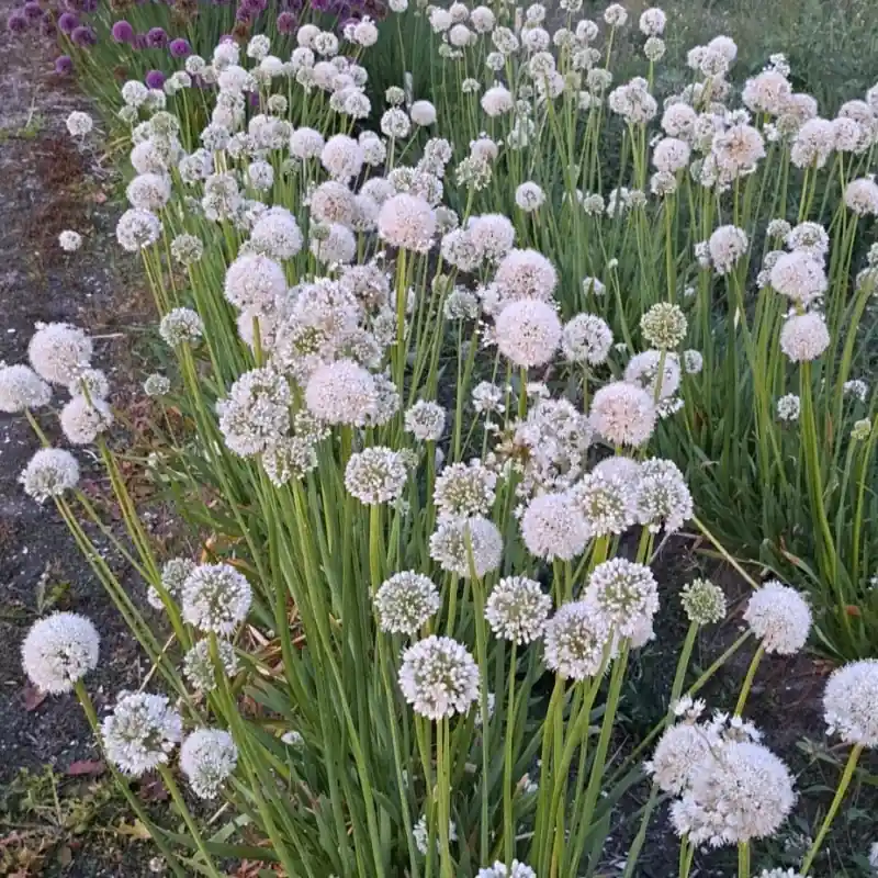 Topkwaliteit | Allium nutans -wit-