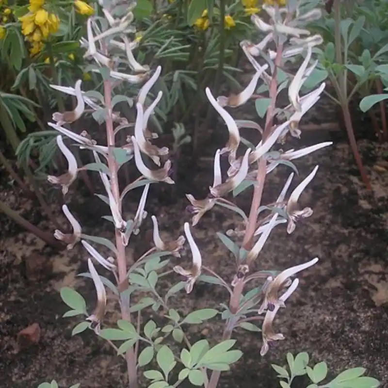 Populair bij klanten | Corydalis nudicaulis ‘Shady Boy‘