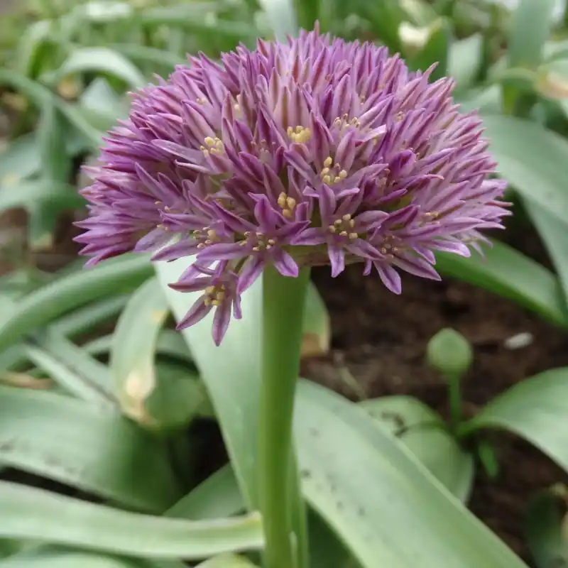 Allium ubipetrense | Nieuw