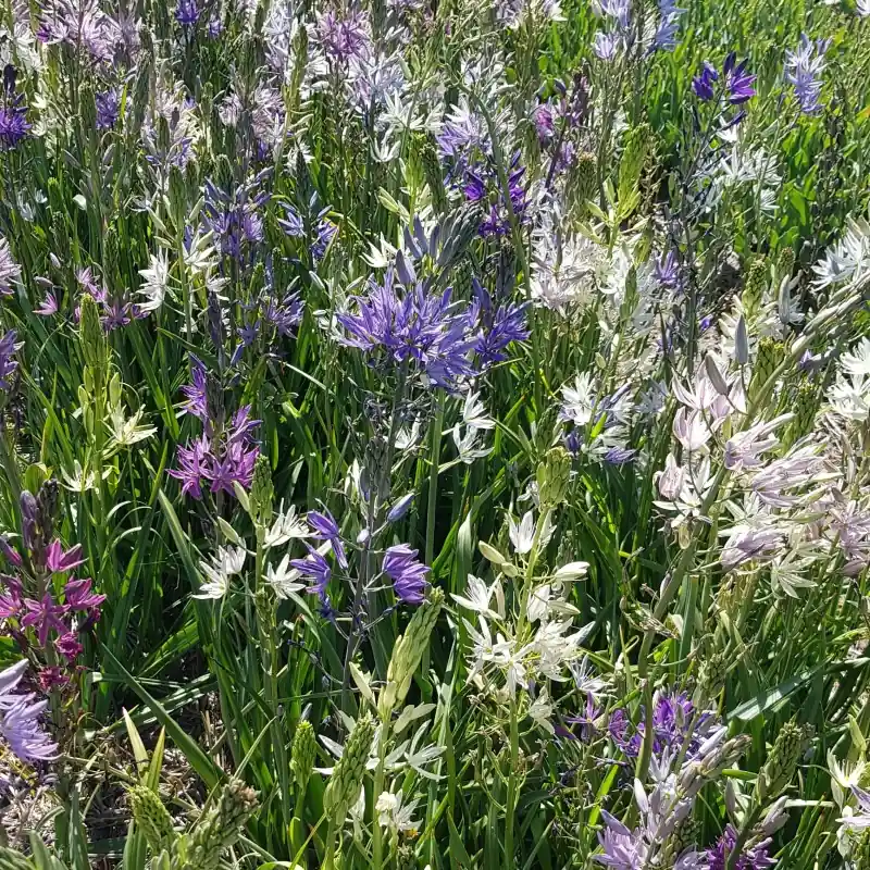 Professionele kwaliteit | Camassia -Hybrids-