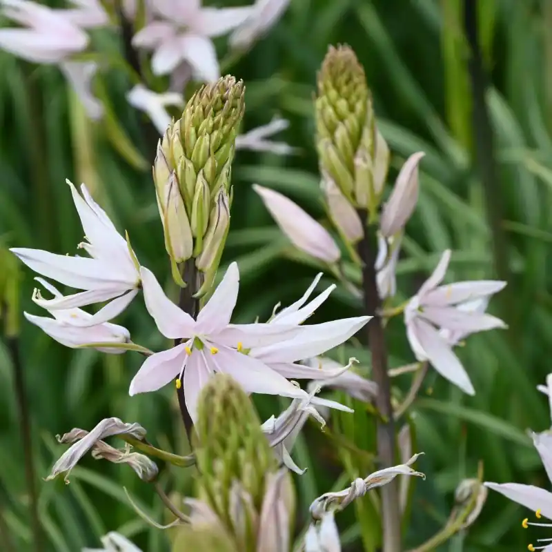 Koopje - Camassia ‘Pink Star‘