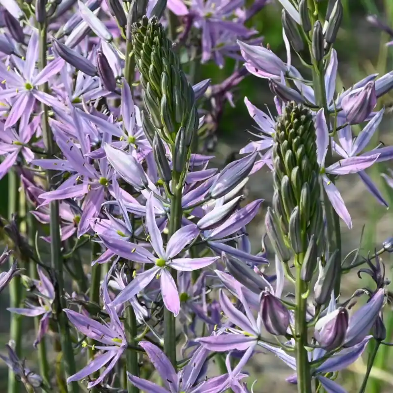 Veilig winkelen - Camassia leichtlinii ‘Aurora‘