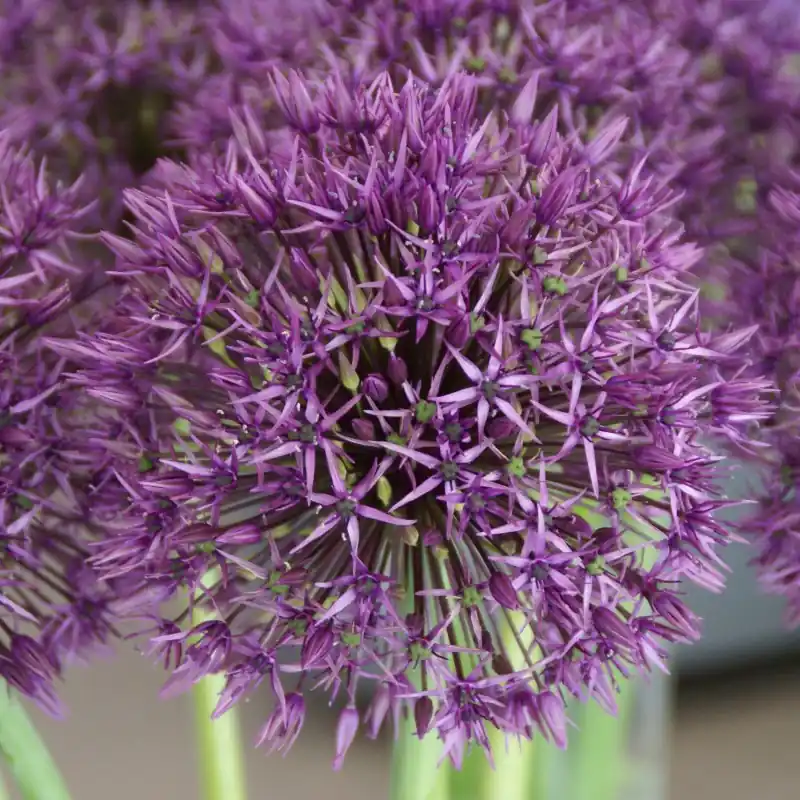 Bestseller - Allium ‘Universe‘