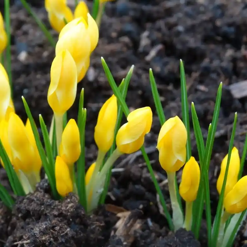 Crocus danfordiae -Yellow- - Speciale deal