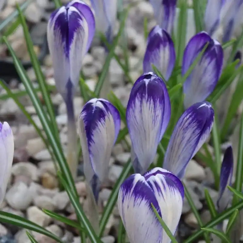 Crocus tommasinianus ‘Peter Grimshaw‘ - Uitverkoop