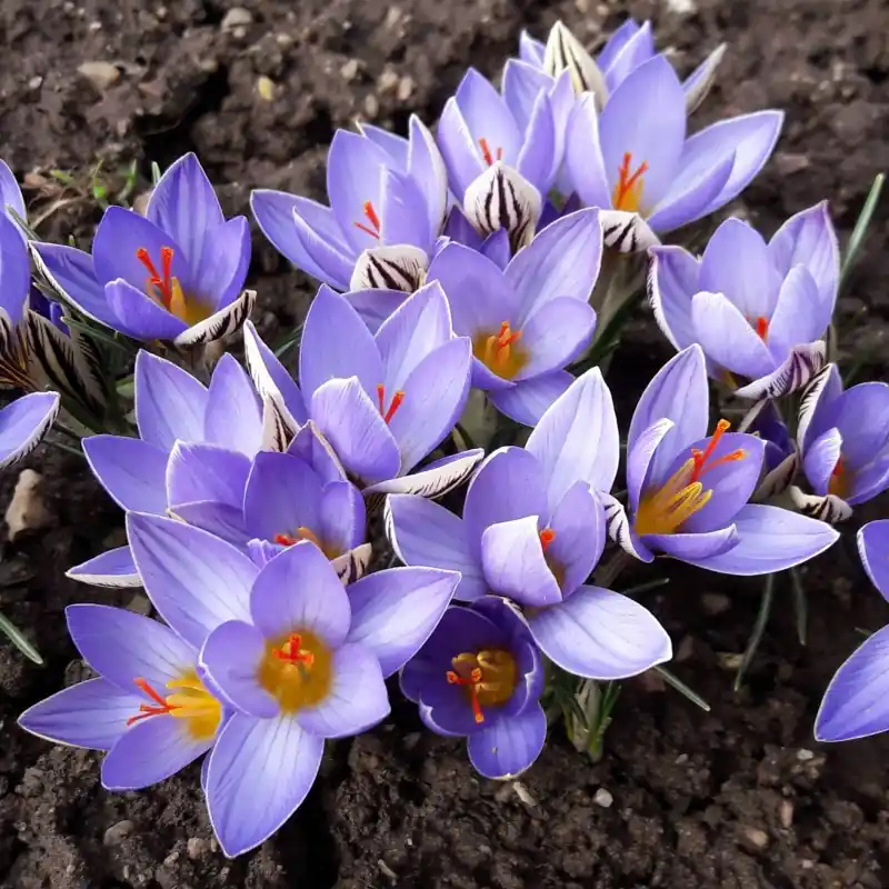 Crocus orphei - Populair